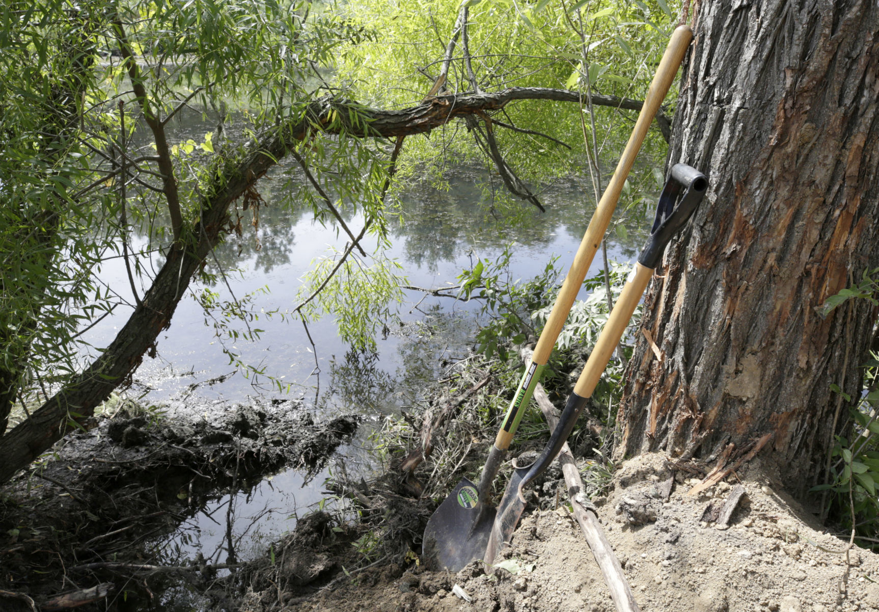 shovels-cattailpond-02-81819.JPG
